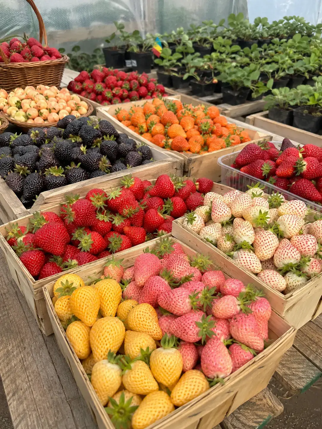 Розсада полуниці